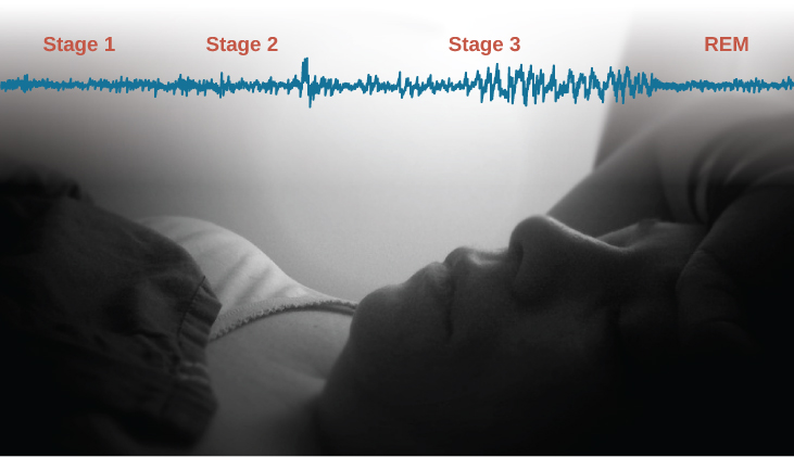 Psychology 2e (UNL PSYC 181) - Stages of Sleep